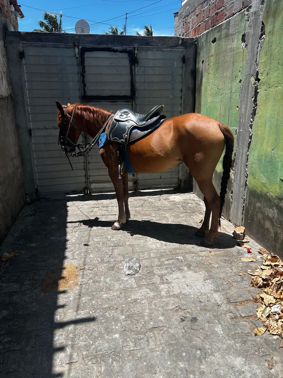 Égua mestiça de Quarto de milha  - Foto 4