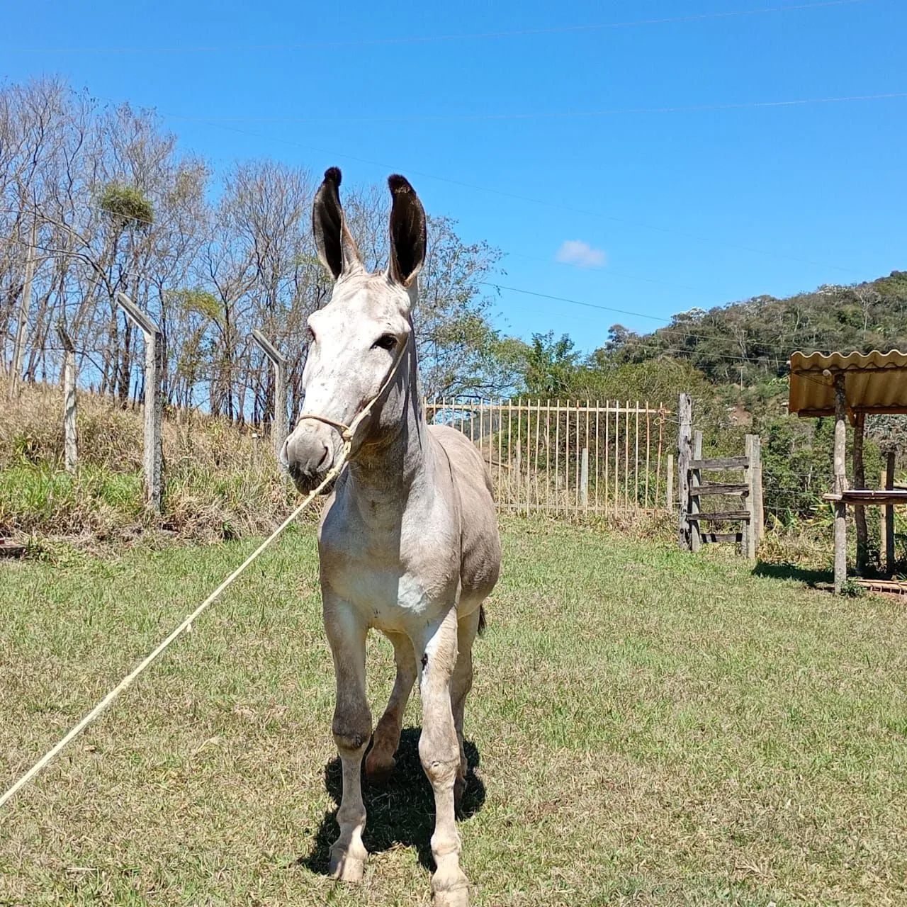 Jumento pêga registrado  - Foto 2