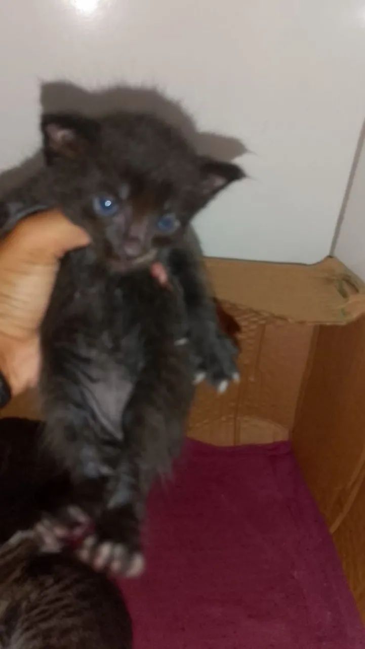 Gotos filhotes Rn para doação  - Foto 4