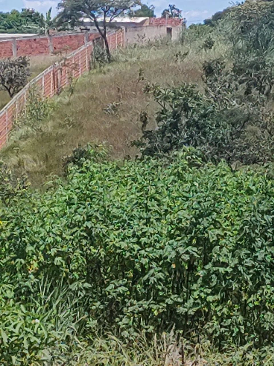 Chácara jardim Guaíra águas lindas  - Foto 3