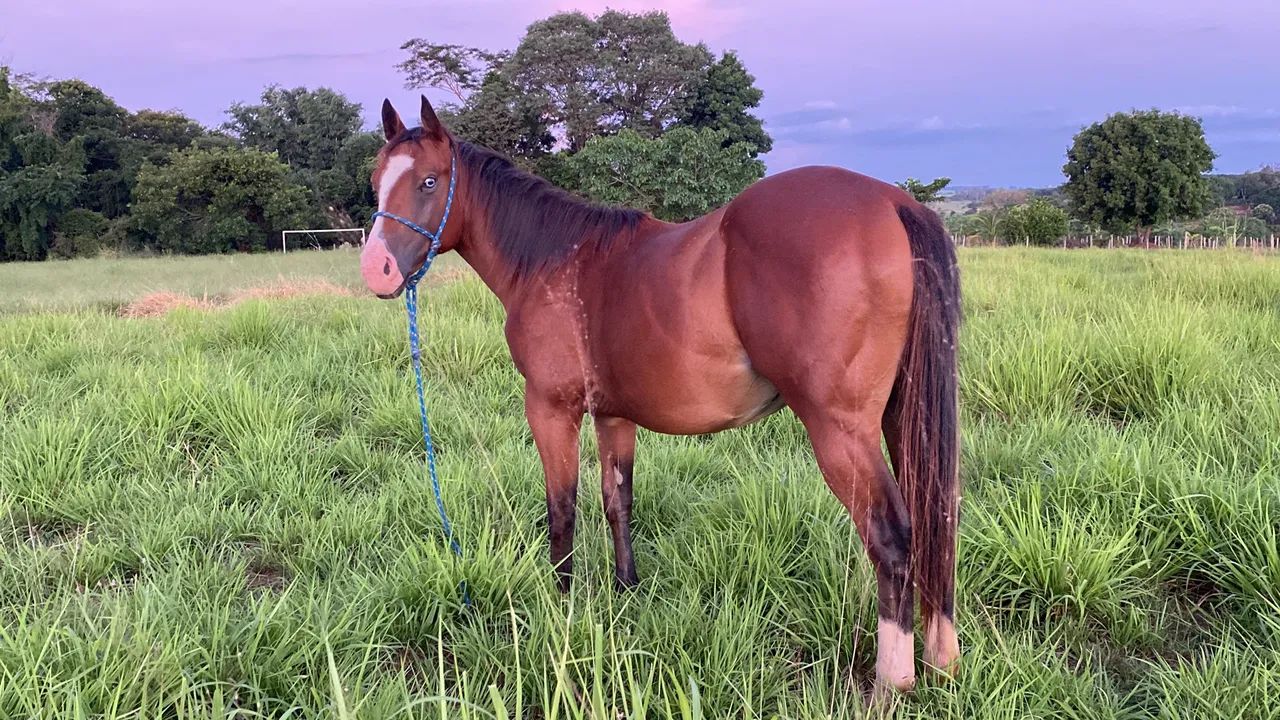 Potro Quarto de milha PO  - Foto 2