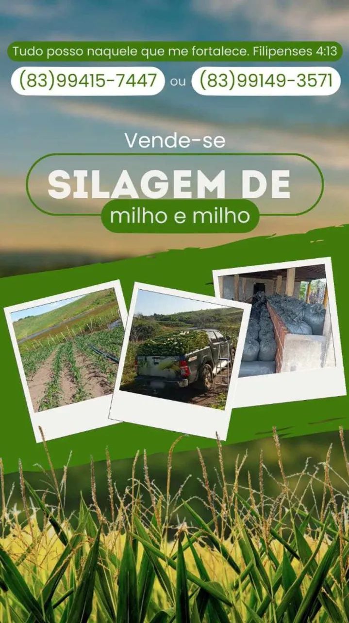 Vende-se silagem de milho 