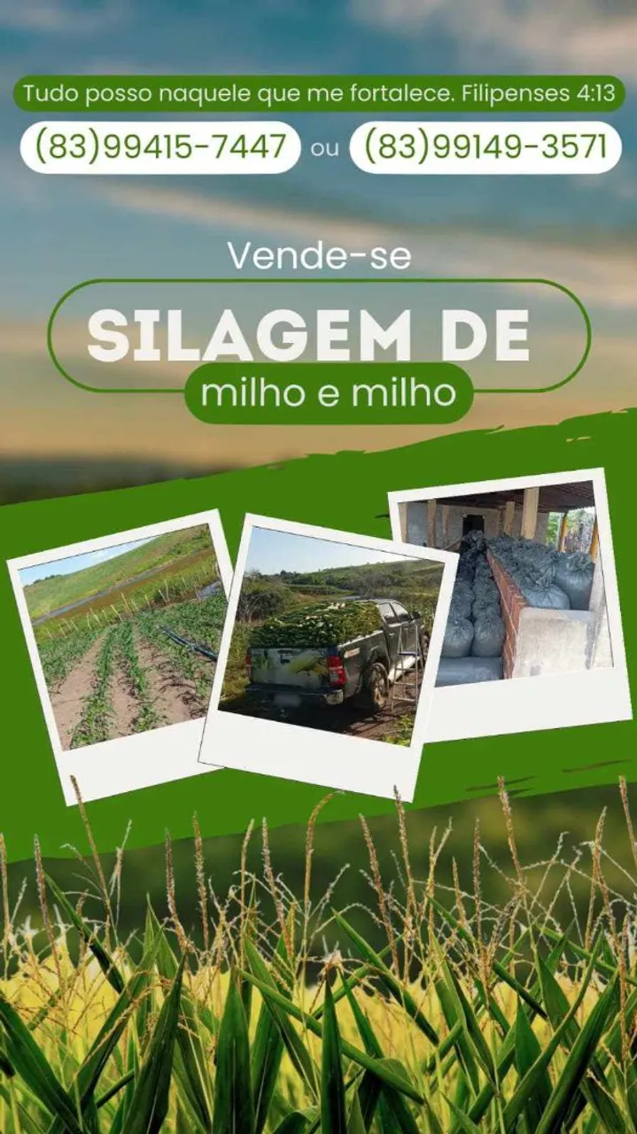 Vende-se silagem de milho 