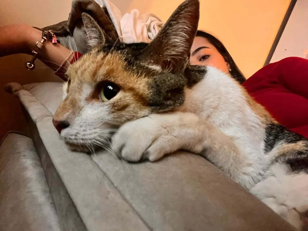 Gata tricolor jovem - Foto 3