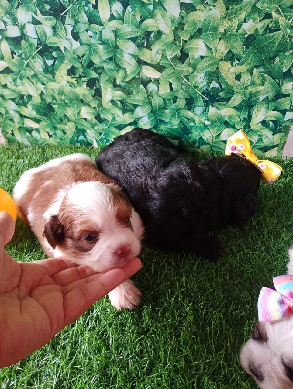 Lindos filhotes Shih Tzu com poodle