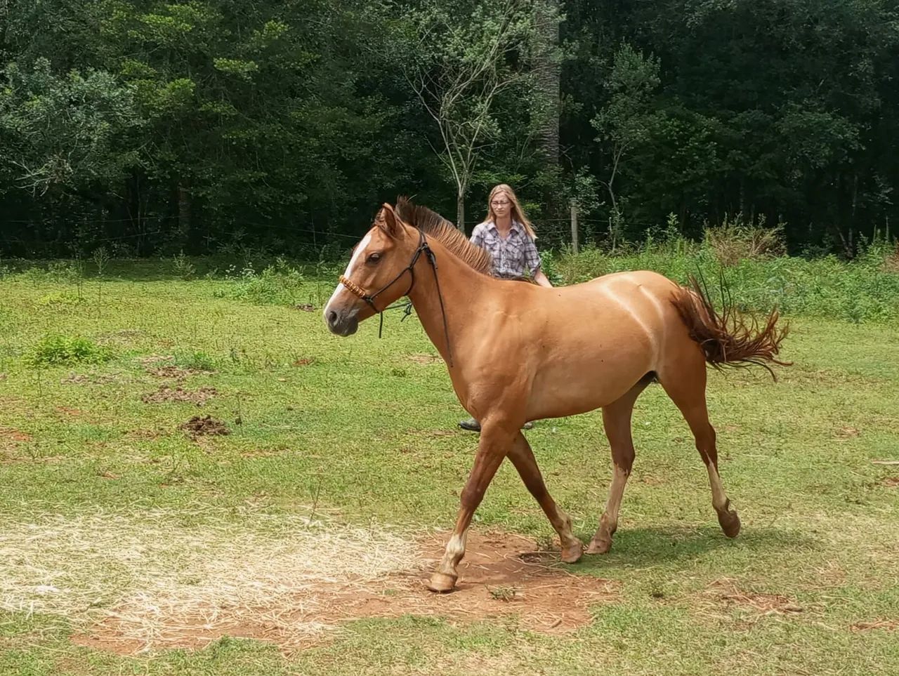 Cavalo crioulo  - Foto 3