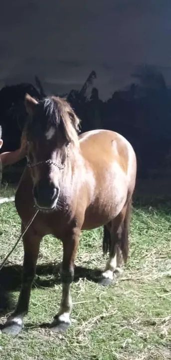 Pônei disponível  - Foto 2