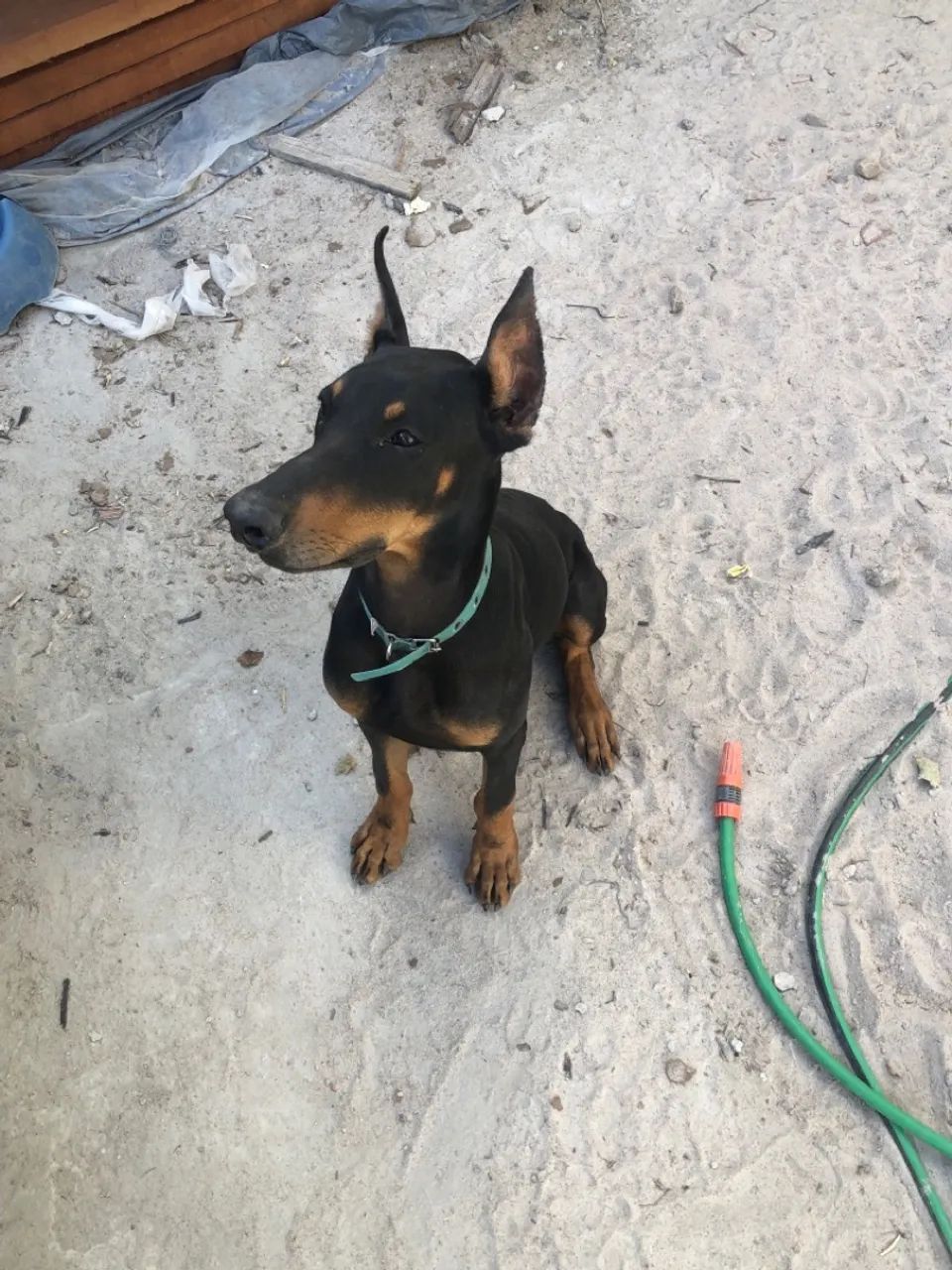 Vendo cachorro Doberman puro - Foto 5