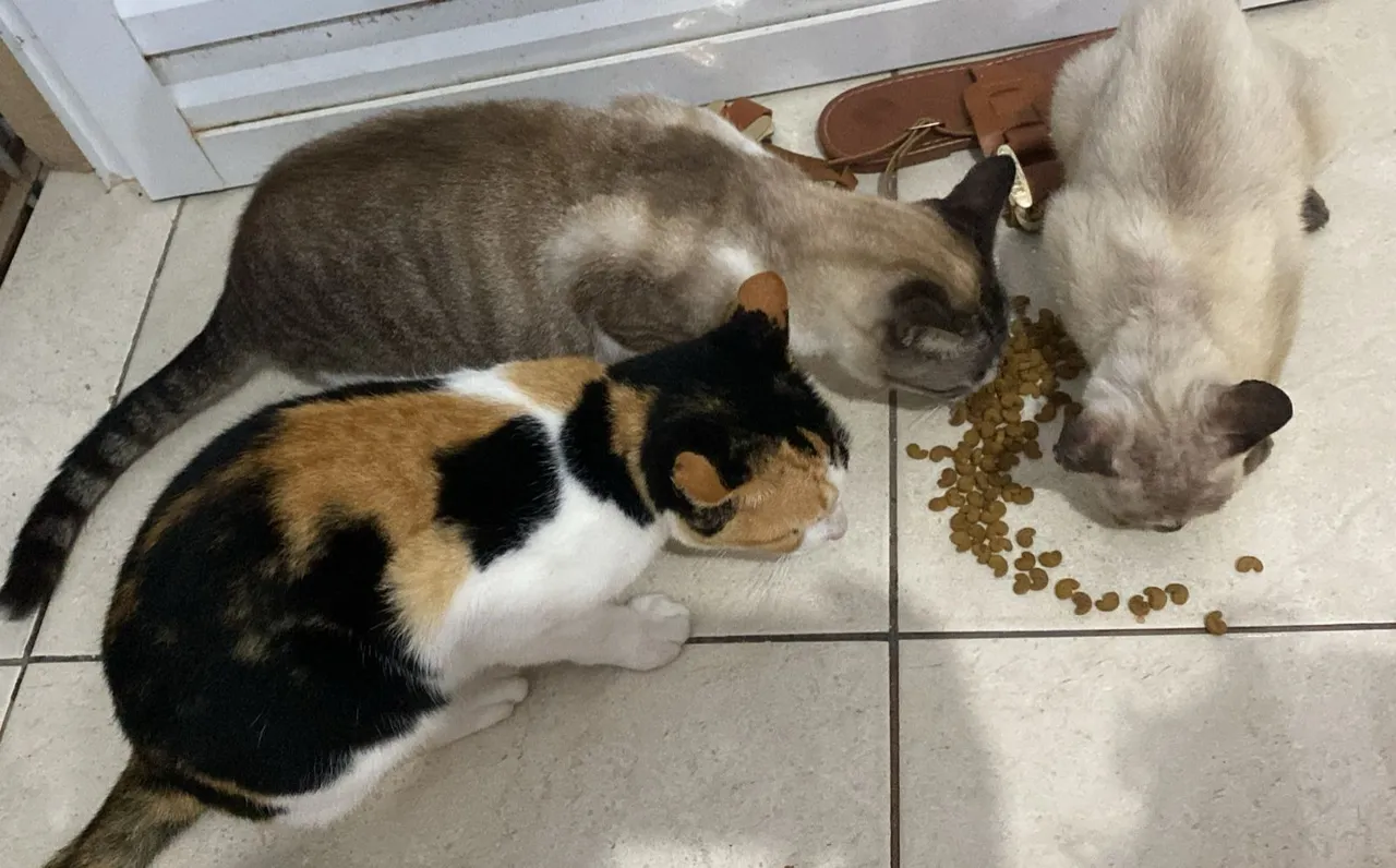 Gatas para doação