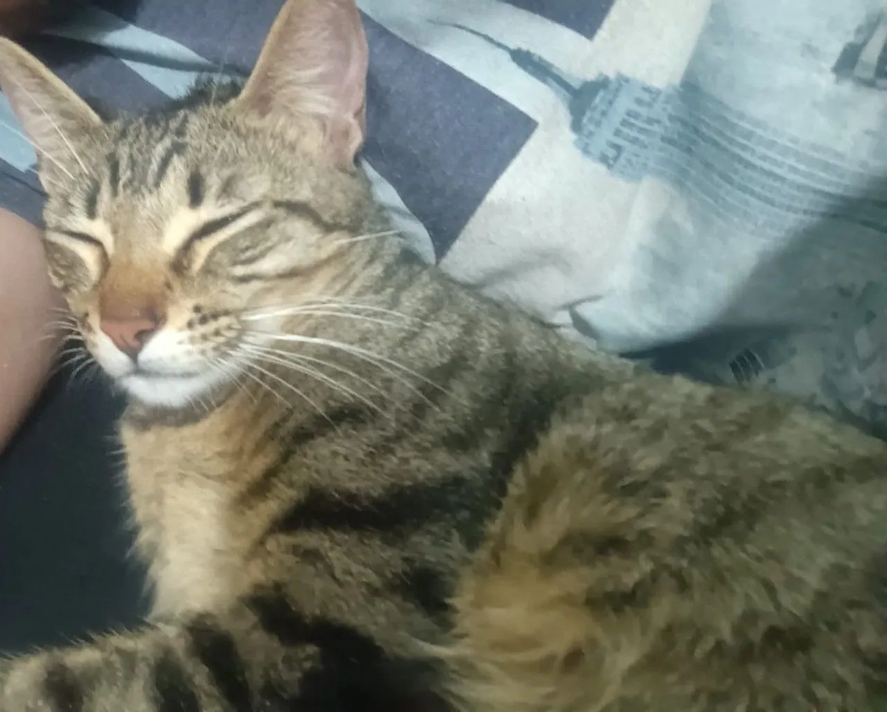 Gatinha para doação