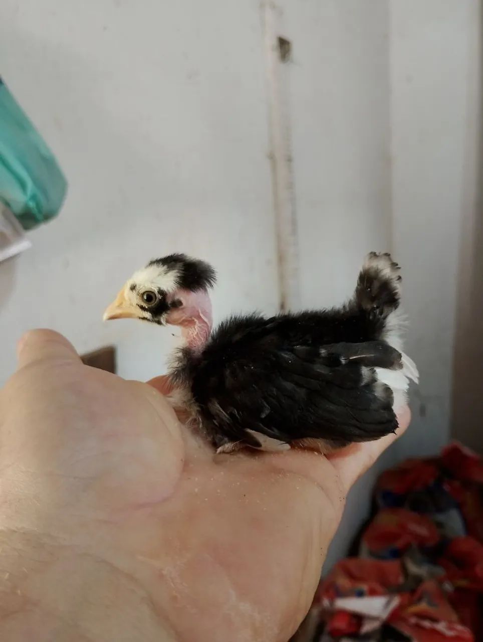 Pintinhos polacos Mine nagazaki  - Foto 3