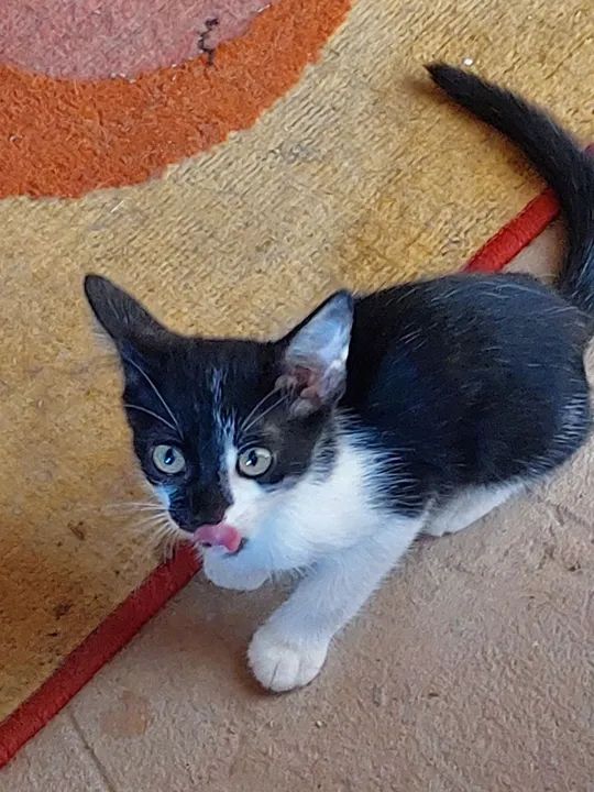 Gatinhos Para Adoção  - Foto 6