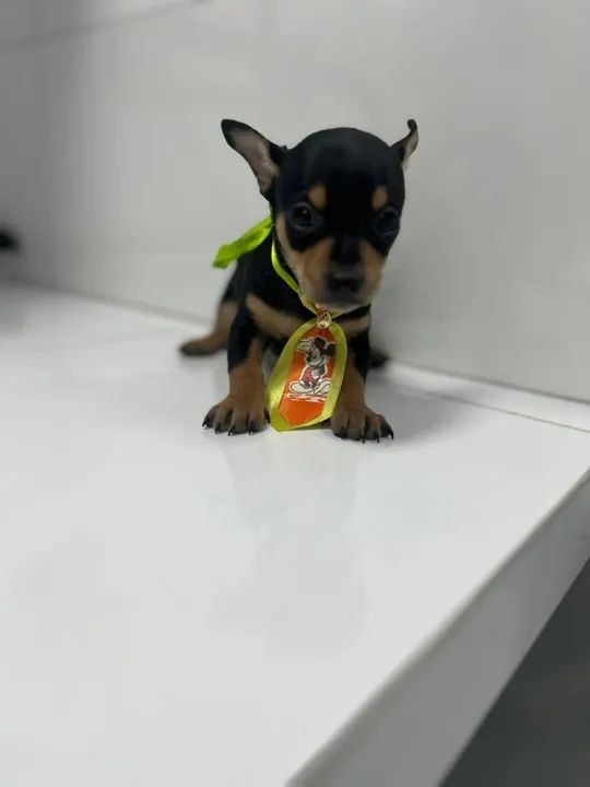 Ele está esperando por você! Cheio de amor e pronto para transformar sua vida