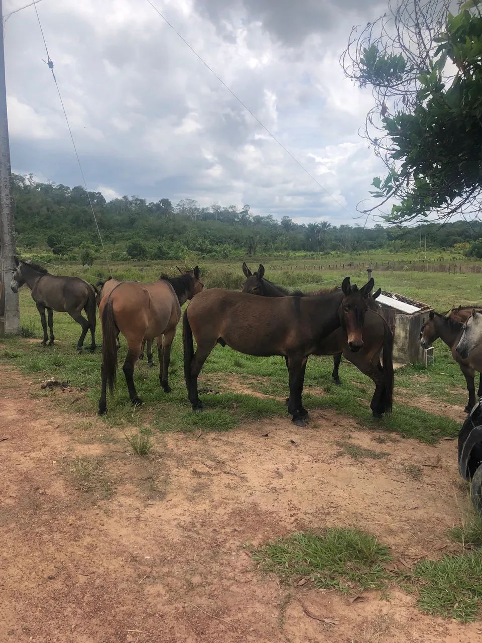 Tropa burro e mula  - Foto 5