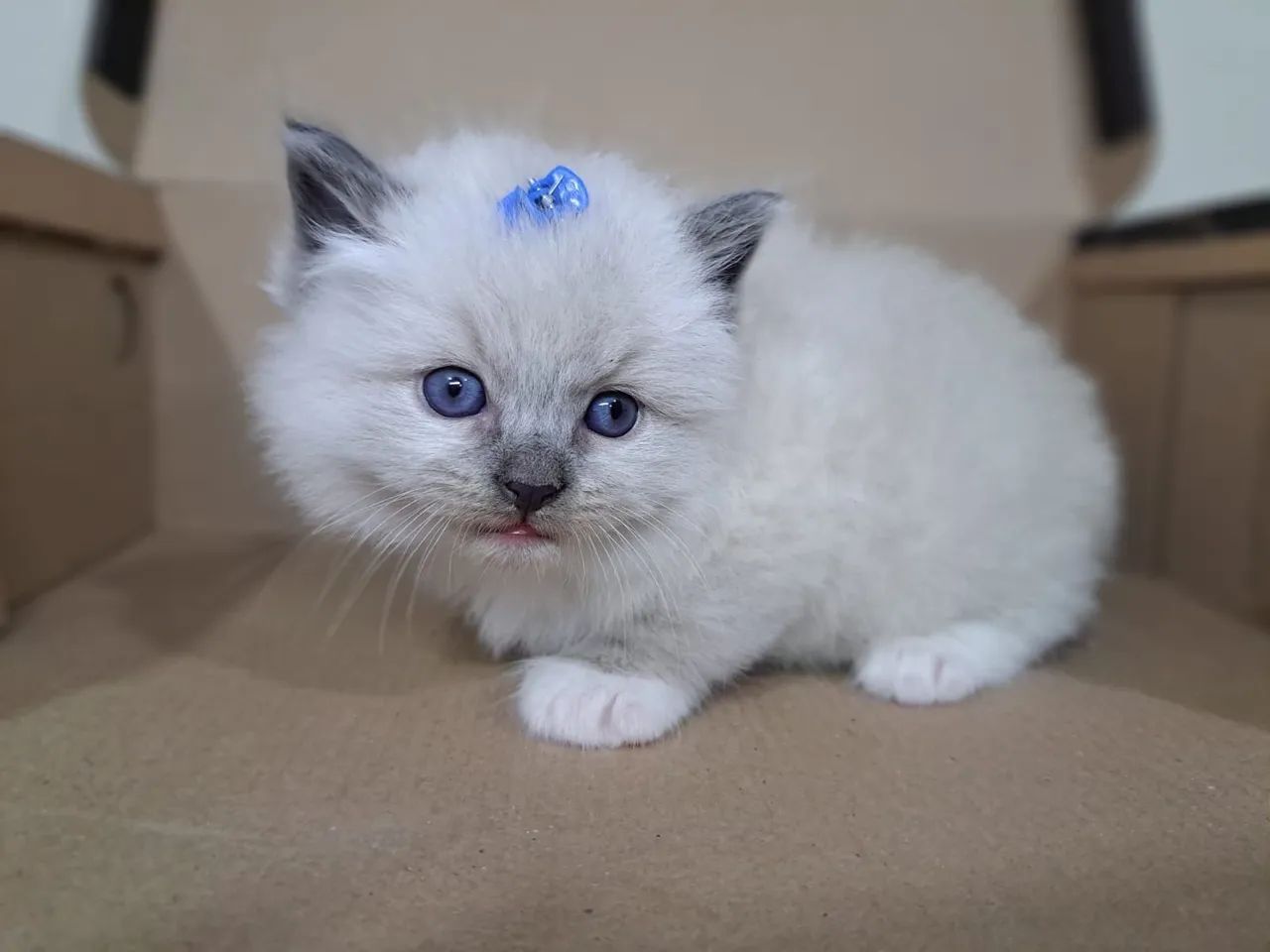 Filhote gato Persa e Ragdoll