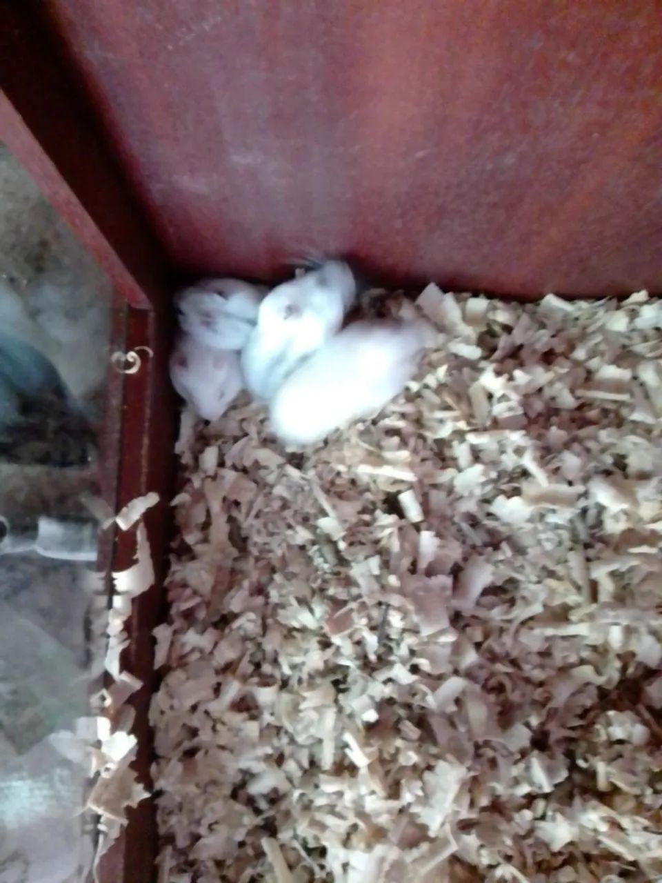 Hamister filhote  - Foto 4