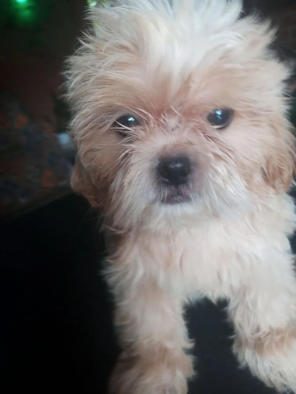 Shih Tzu filhote - Foto 2