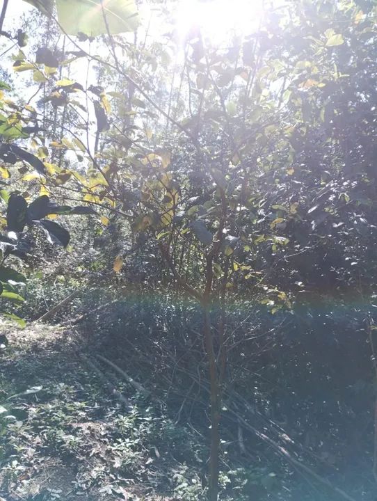 Sítio em Taquara  - Foto 2