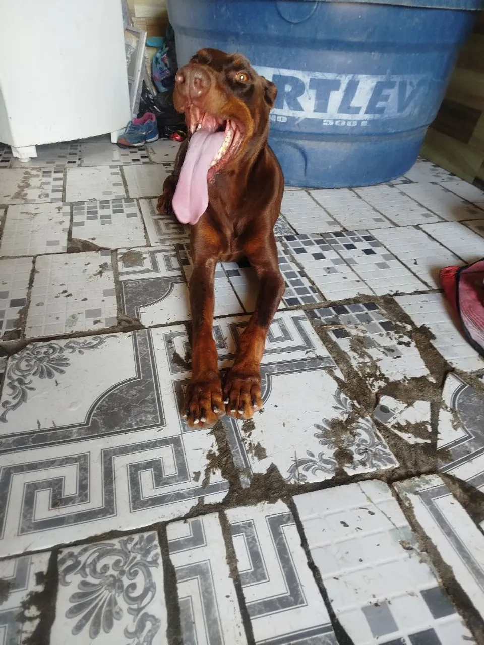 Vendo doberman adulto 500