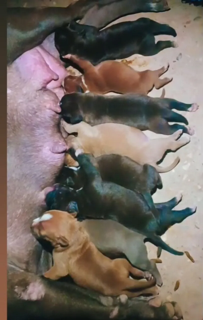 Filhotes de Pitbull para vender