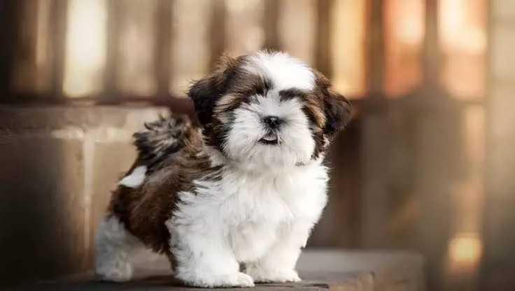 Filhote Shih Tzu: Pelúcia de Fofura Disponível!