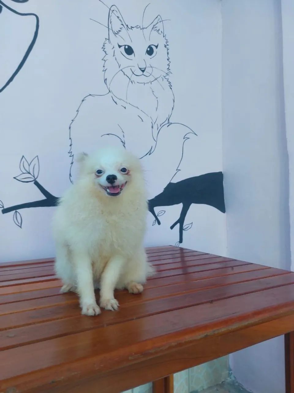 Filhote de Spitz Alemão - Foto 2