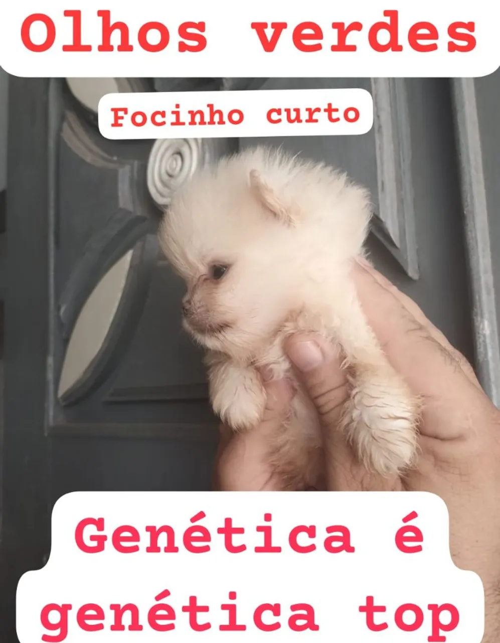 Filhote Spitz Alemão - Genética Top!