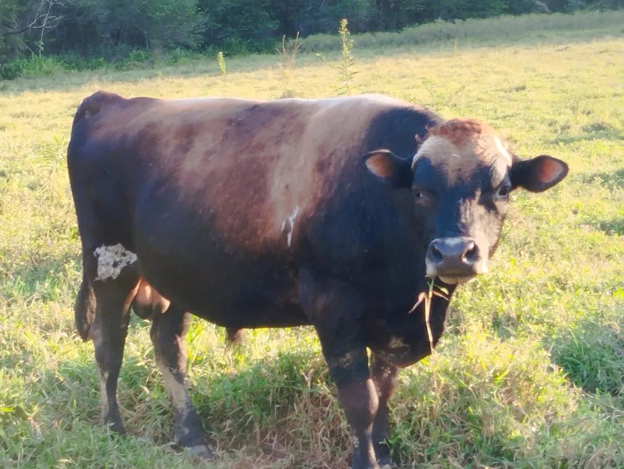 Touro no Pasto - Animais para Agropecuária - Foto 3
