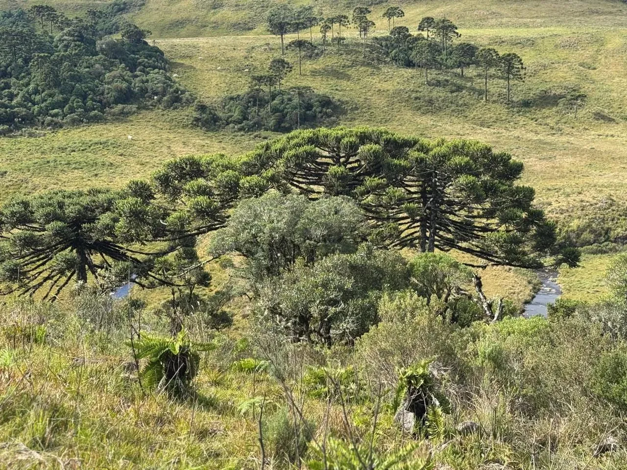 Chácaras à venda em Urubici-SC