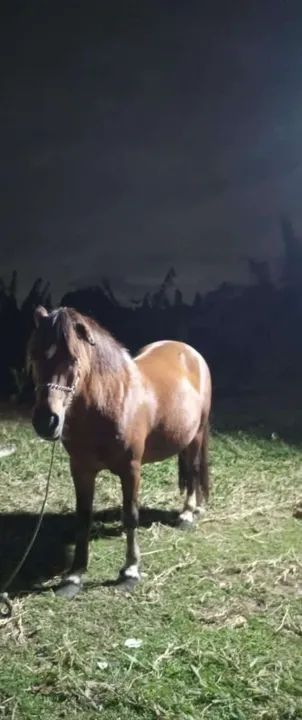 Pônei disponível  - Foto 3