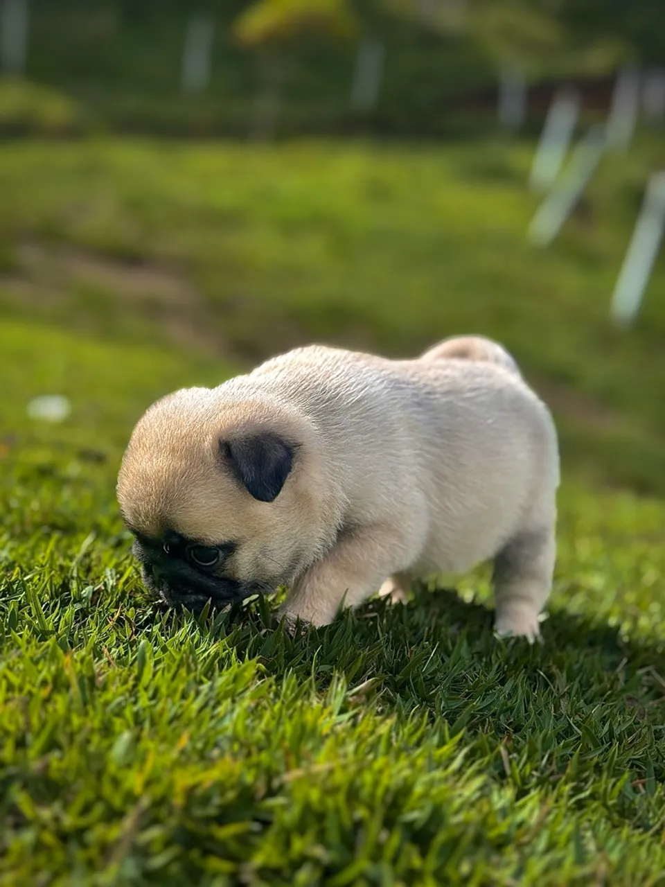 Filhote de Pug para venda