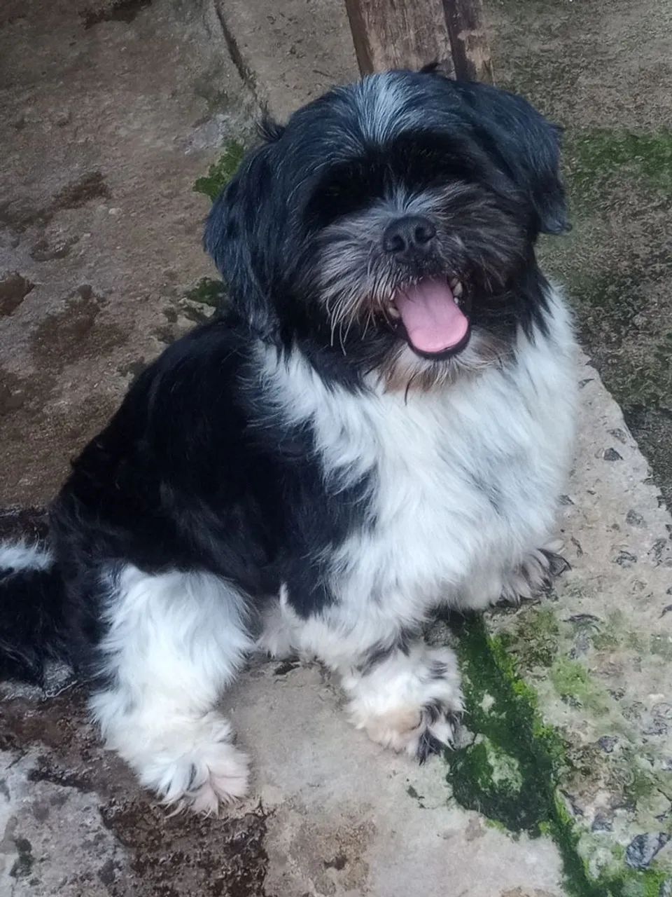 Shih-tzu Macho pra Cobertura (cruza) - Foto 2