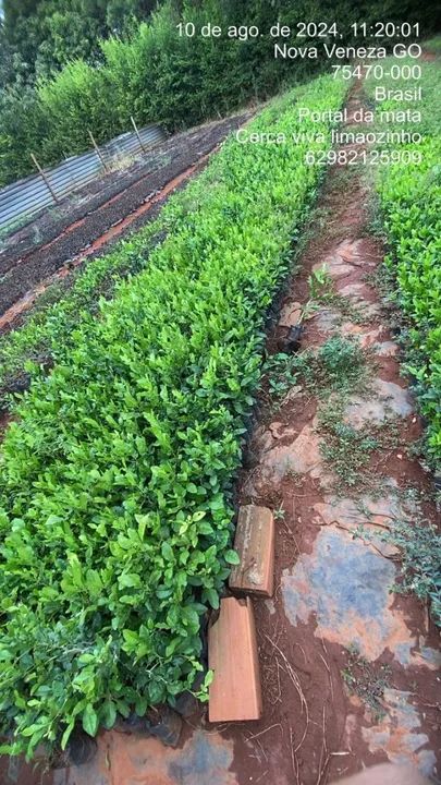 Mudas de cerca viva limãozinho /a partir de 1,50 cada - Foto 4