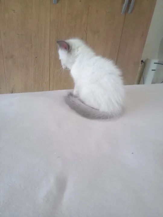 Persa com siames - Foto 2