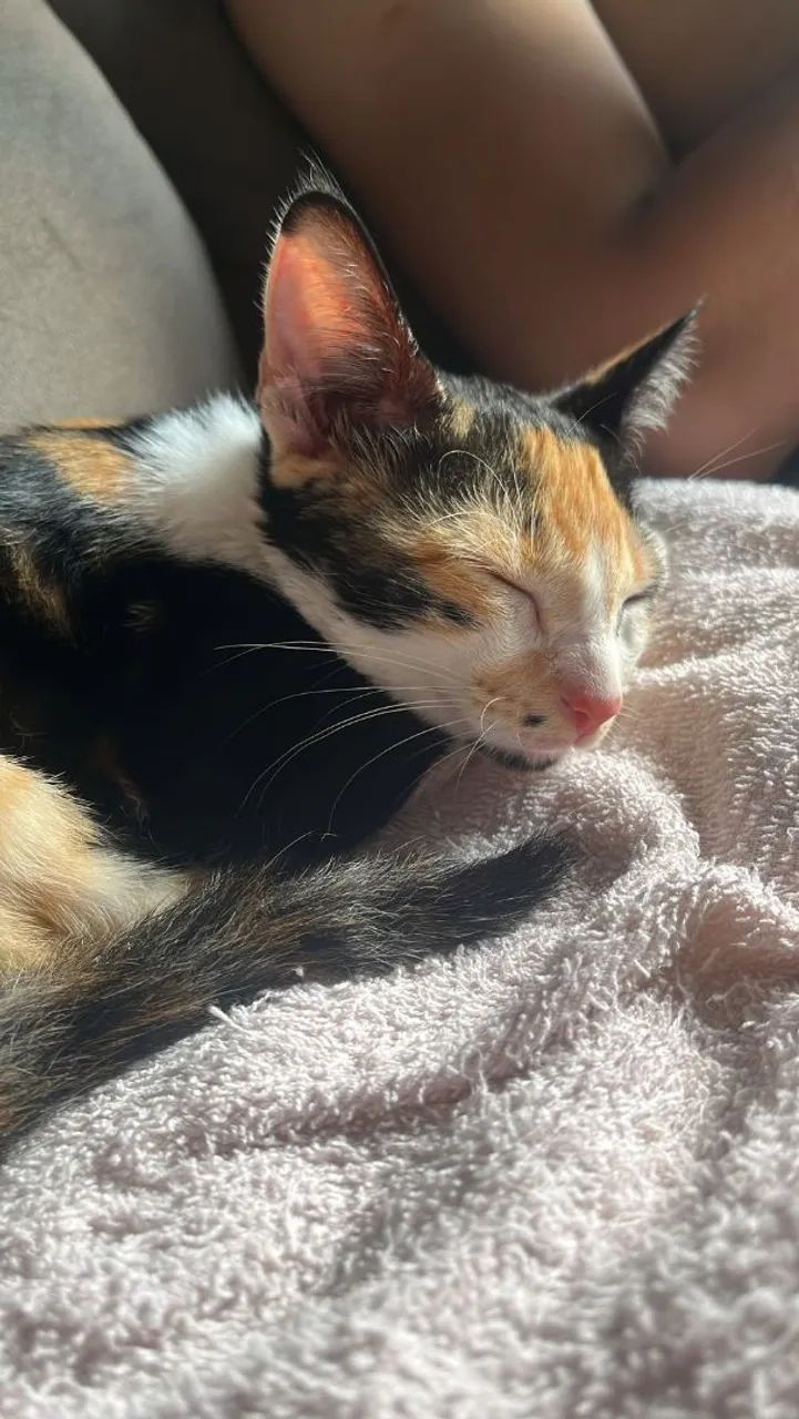 Gatinha para adoção responsável - Foto 5