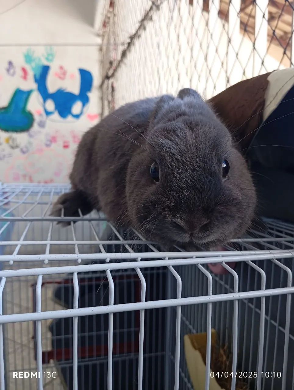 Coelhinho fofinho para adoção - Foto 2