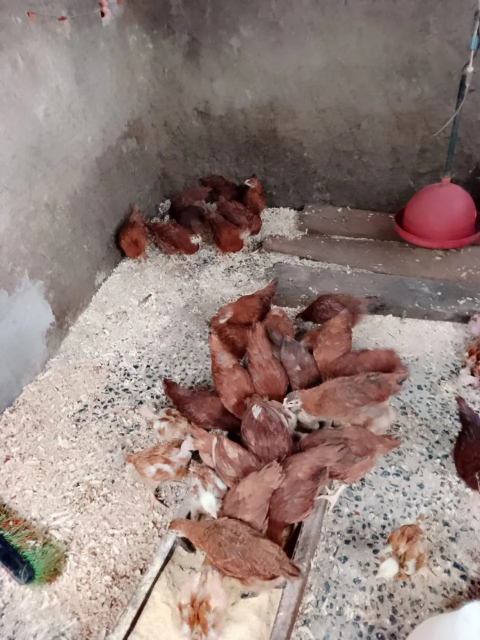 Frangas embrapa