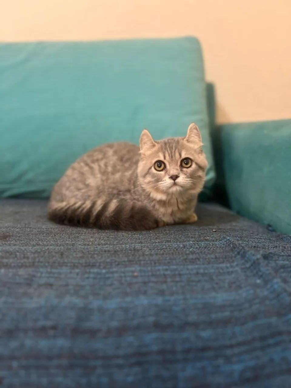 Munchkin kinkalow blue tabby macho