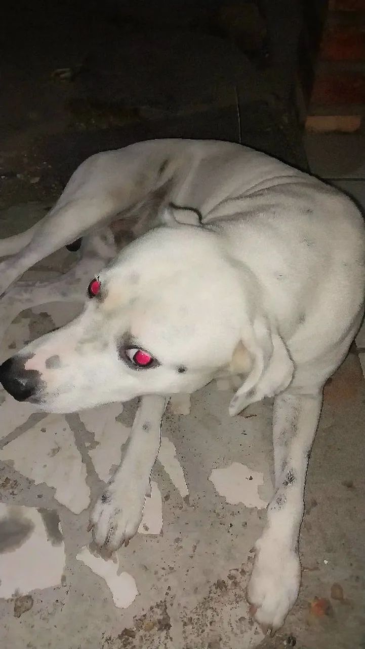 Cachorro branco de porte médio para adoção
