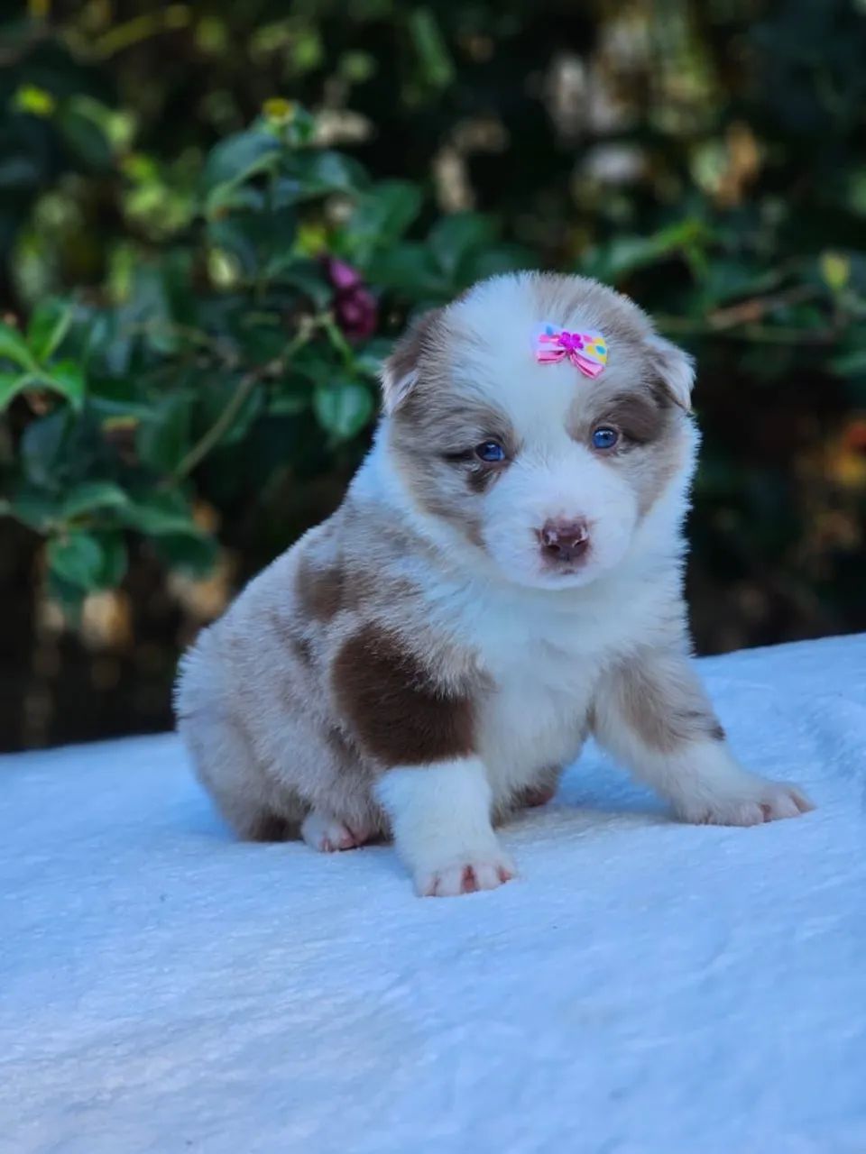Border Collie | Envio para Goiânia todo mês 