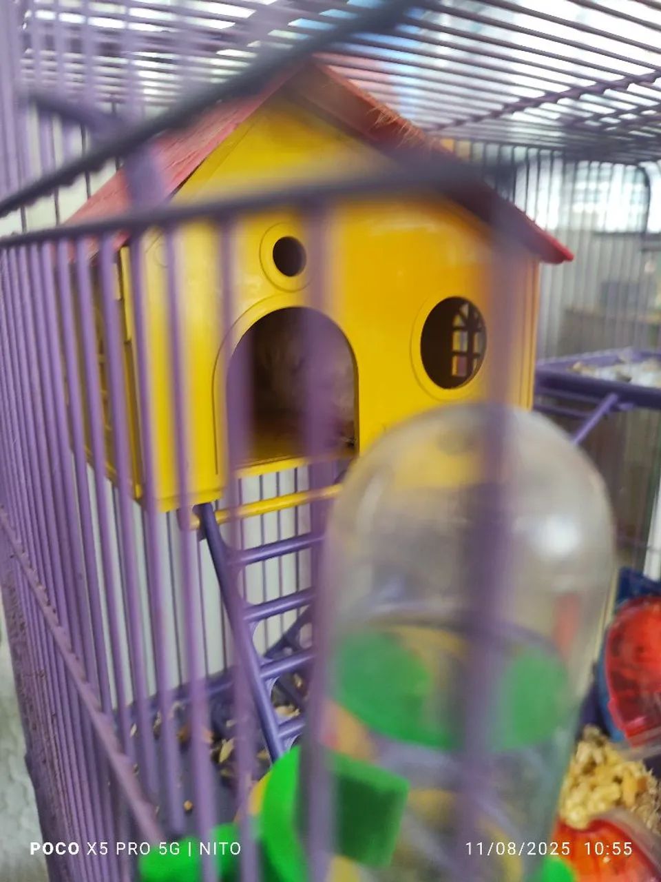 Vende-se 3 hamsters com gaiola. - Foto 5