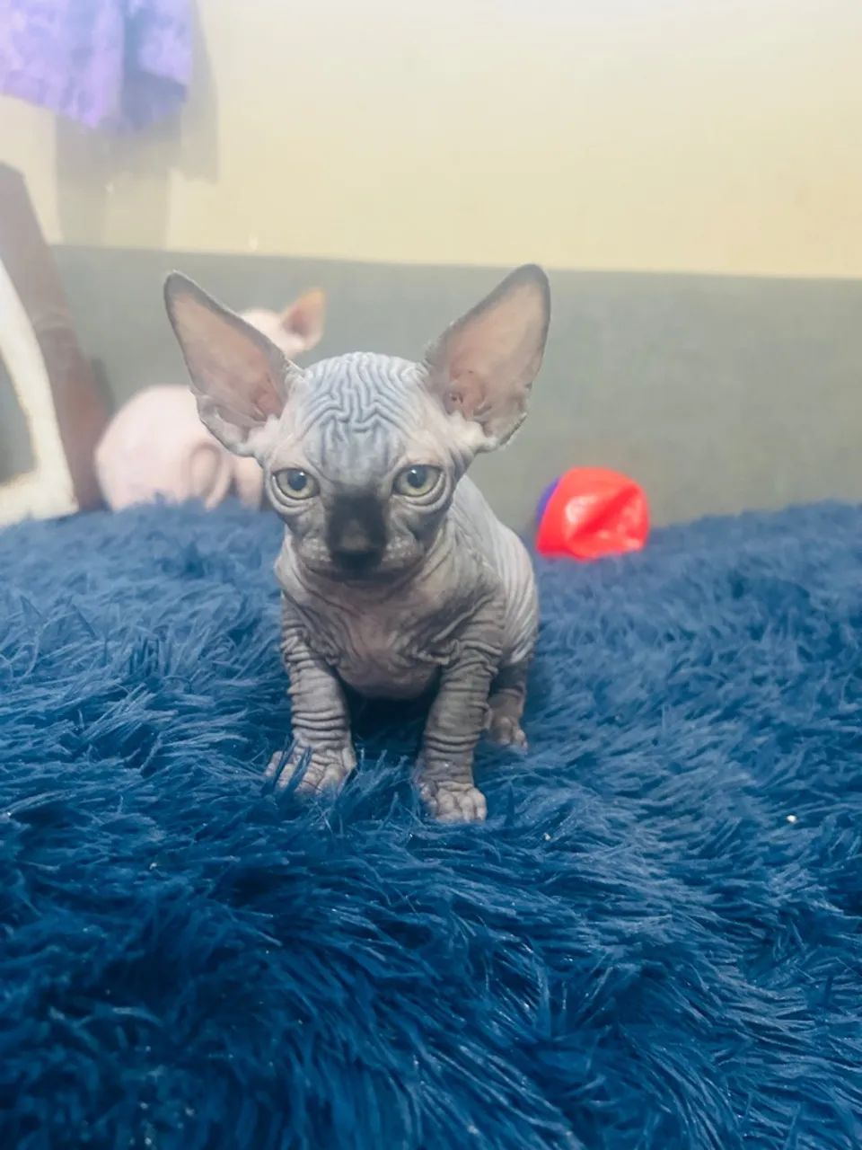 Sphynx filhote Machos  - Foto 4
