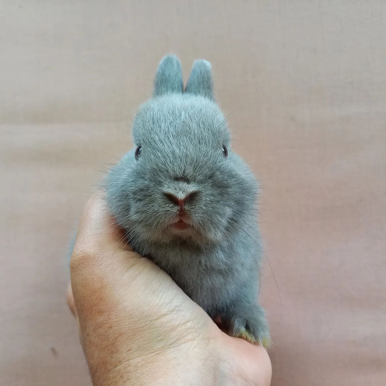 Coelho Anão Netherland Dwarf  - Foto 4