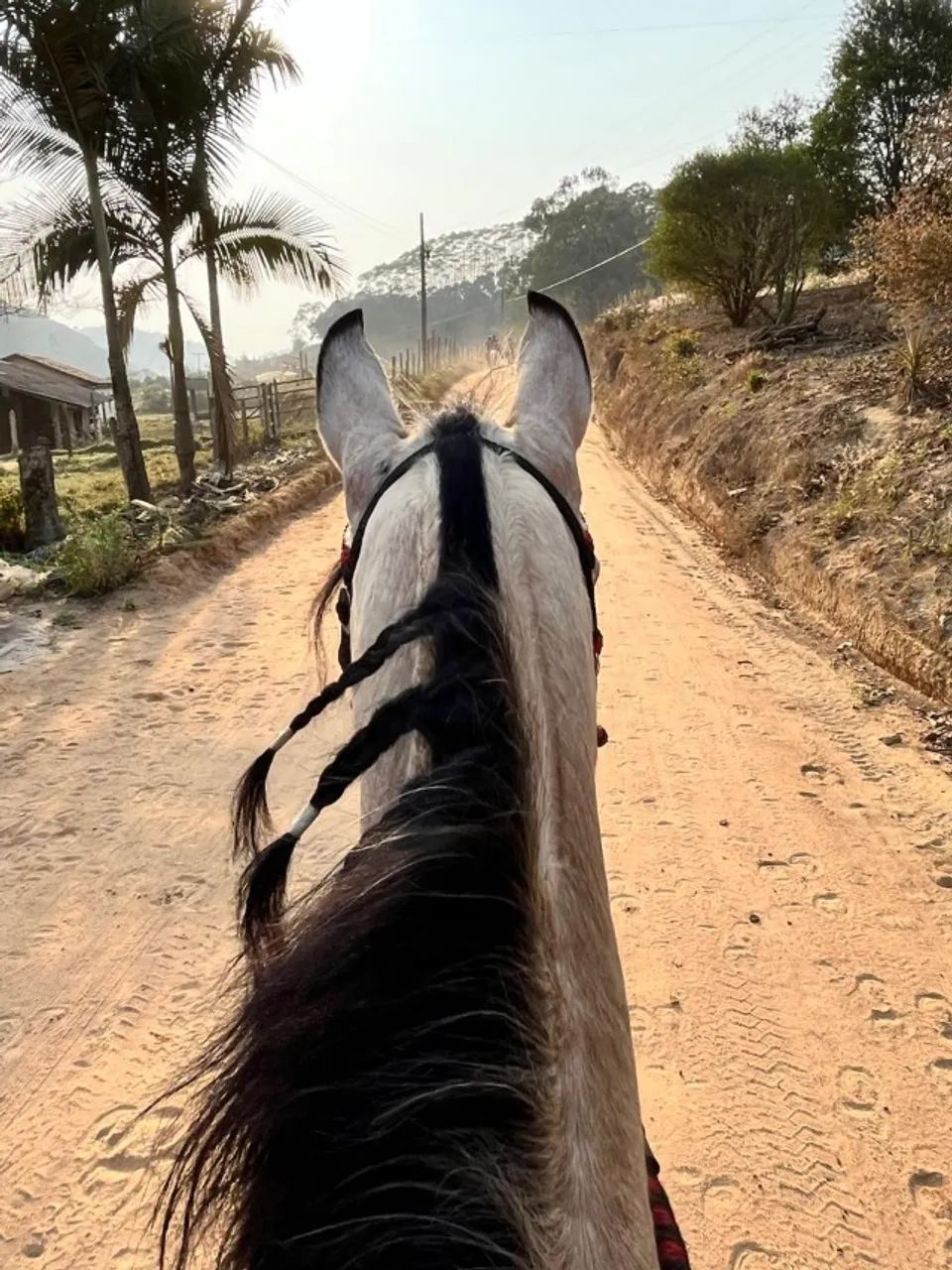 CAVALO CASTRADO MARCHA PICADA - Foto 2