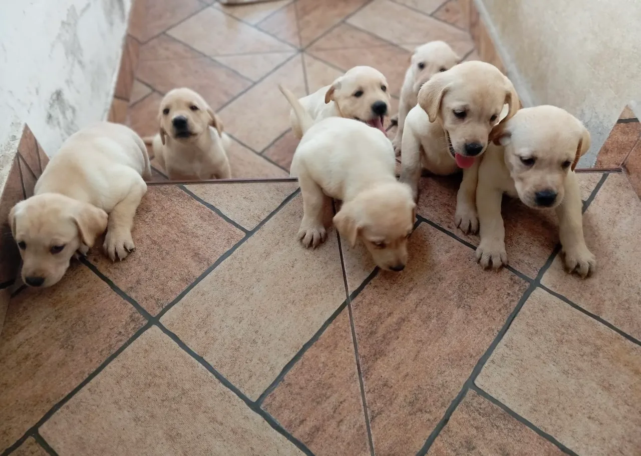 Labrador - Lindos e saudáveis