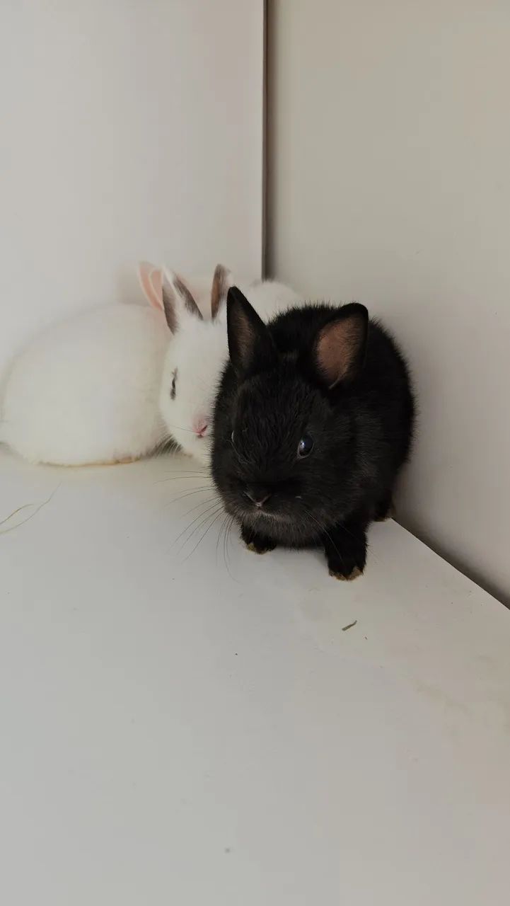 Coelho anao  - Foto 5