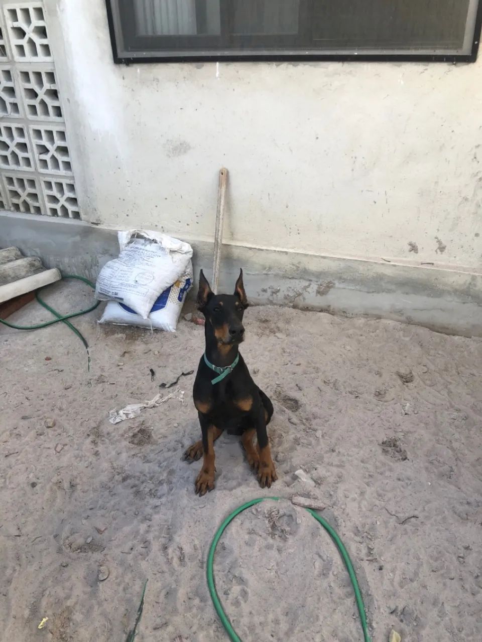 Vendo cachorro Doberman puro