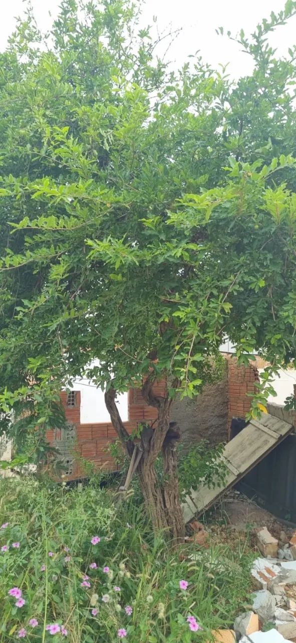 Pé de acerola