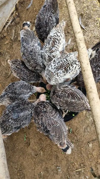 Peru - filhotes - 160 o casal - Foto 5