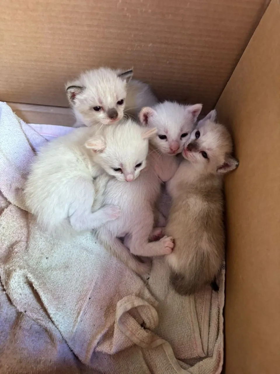 Gatinhos mestiças para doação 